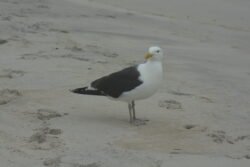 A Seagull on the Seashore