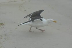 Taking Flight