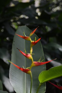 Bird of Paradise Flower