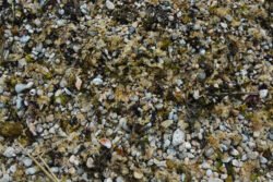 Seaweed On The Rocks