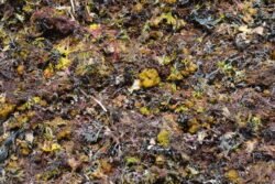 Seaweed Along the Shore