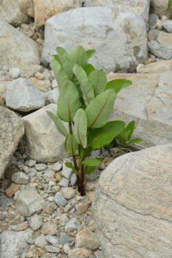 Plant on the Rocks