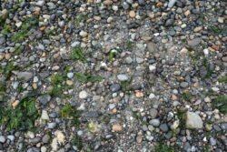 On Discovery Beach, Seattle, Washington