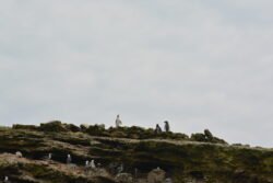 Humboldt penguins on the Ballestas Islands in Peru