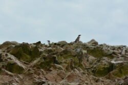 Humboldt penguins on the Ballestas Islands in Peru