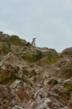 Humboldt penguins on the Ballestas Islands in Peru