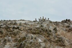 Humboldt penguins on the Ballestas Islands in Peru