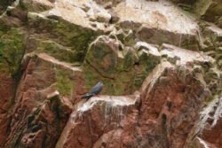 Rocky Formations of the Ballestas Islands of Peru with an Inca Tern