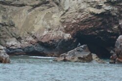 Sea Lion on a Rocky Perch of  the Ballestas Islands of Peru
