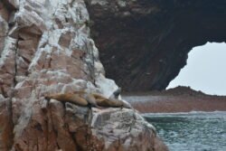 Sea Lions sunbathing on the Ballestas Islands of Peru