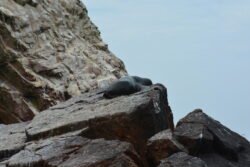 Sea Lion on a Rocky Perch of  the Ballestas Islands of Peru