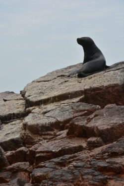 Sea Lion on a Rocky Perch of  the Ballestas Islands of Peru