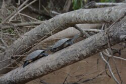 Side-Necked Turtles Along the Tambopata River in Southeastern Peru