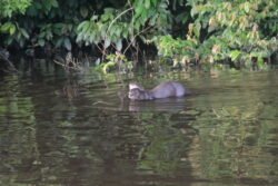 Giant River Otter in an Oxbow Lake of the Tambopata River