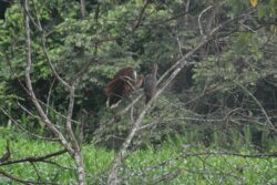 Tropical Birds on an Oxbow Lake of the Tambopata River