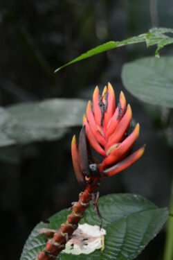 Bird of Paradise Flower