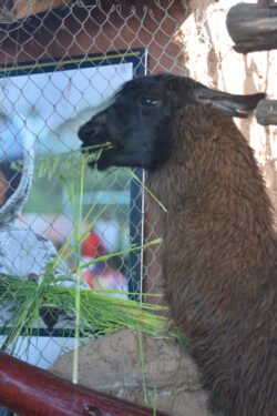 Gratuitous Photo Of A Llama
