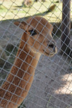 Gratuitous Photo Of An Alpaca