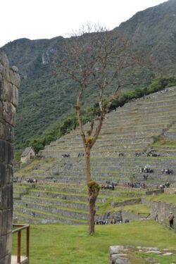 A Tree Grows in Machu Picchu