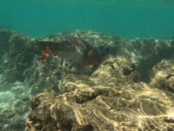 The Underwater World of Hanauma Bay, Hawaii