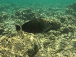 The Underwater World of Hanauma Bay, Hawaii