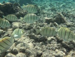 The Underwater World of Hanauma Bay, Hawaii