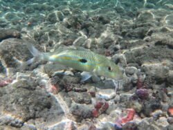 The Underwater World of Hanauma Bay, Hawaii