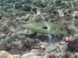 The Underwater World of Hanauma Bay, Hawaii