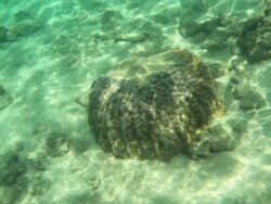 The Underwater World of Hanauma Bay, Hawaii