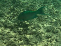 The Underwater World of Hanauma Bay, Hawaii