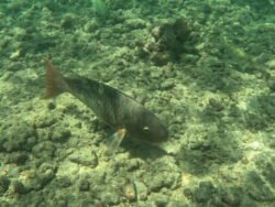 The Underwater World of Hanauma Bay, Hawaii