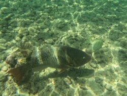 The Underwater World of Hanauma Bay, Hawaii