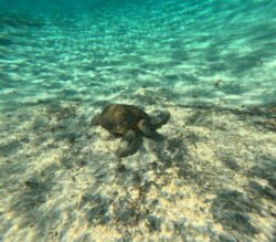 A Sea Turtle in Paradise Cove, Grand Bahamas