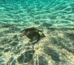 A Sea Turtle in Paradise Cove, Grand Bahamas