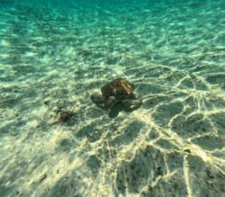 A Sea Turtle in Paradise Cove, Grand Bahamas
