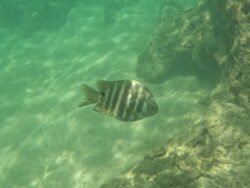 The Underwater World of Hanauma Bay, Hawaii