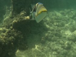 The Underwater World of Hanauma Bay, Hawaii