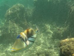 The Underwater World of Hanauma Bay, Hawaii