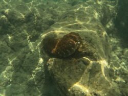 The Underwater World of Hanauma Bay, Hawaii