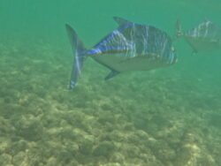 The Underwater World of Hanauma Bay, Hawaii