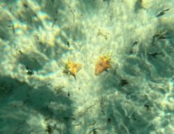 Baby Conches