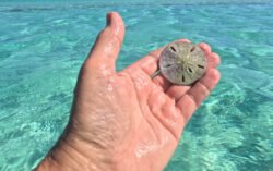 A Sand Dollar