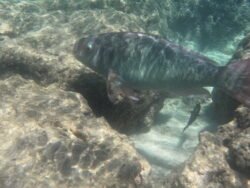 The Underwater World of Hanauma Bay, Hawaii
