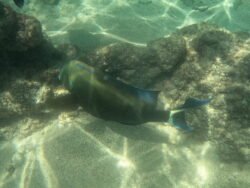 The Underwater World of Hanauma Bay, Hawaii