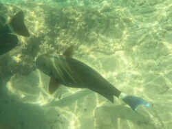 The Underwater World of Hanauma Bay, Hawaii
