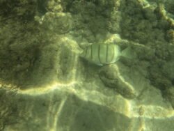 The Underwater World of Hanauma Bay, Hawaii
