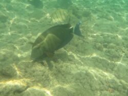 The Underwater World of Hanauma Bay, Hawaii