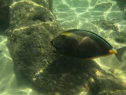 The Underwater World of Hanauma Bay, Hawaii