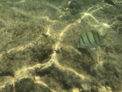 The Underwater World of Hanauma Bay, Hawaii