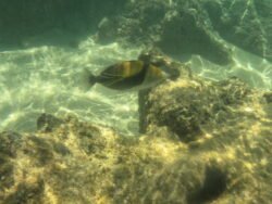 The Underwater World of Hanauma Bay, Hawaii